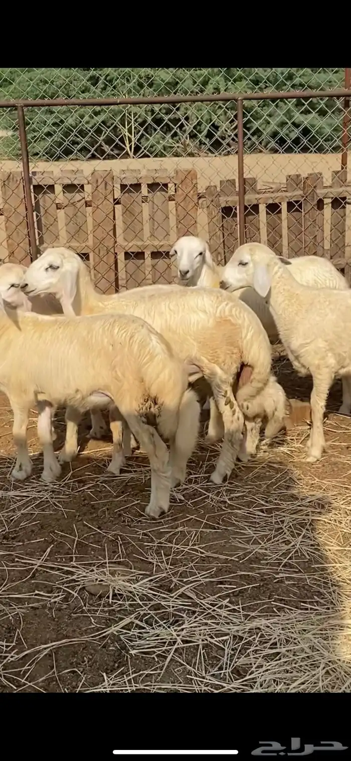 طليان ورخال 1