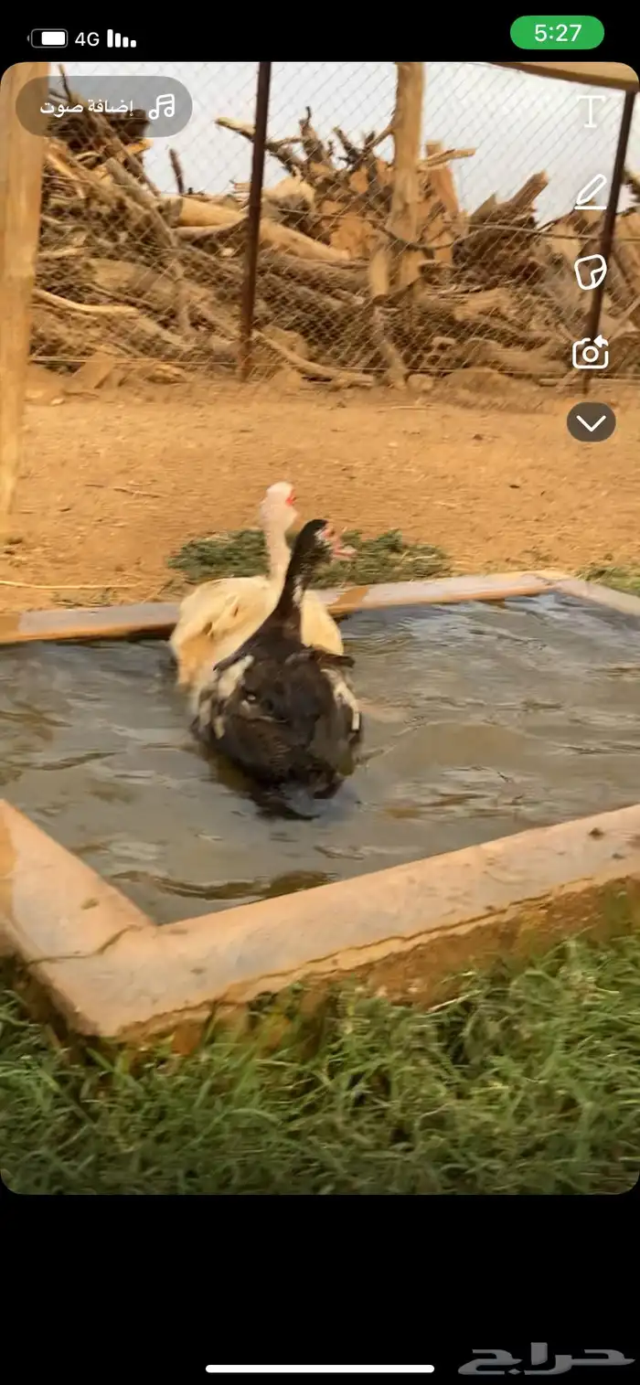 بط بلدي فاخر نظيف انتاج 1