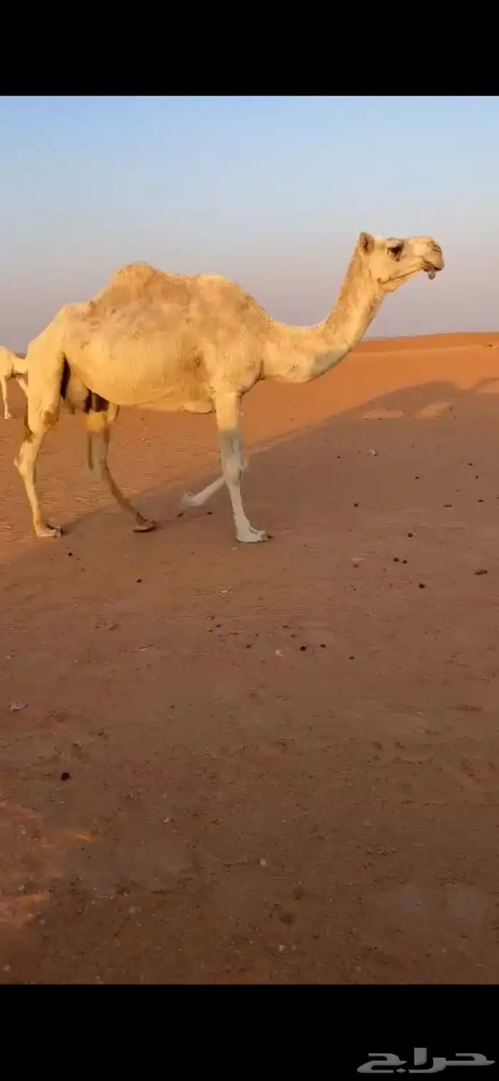 للبيع الضروبه الوضحا الكفو 1