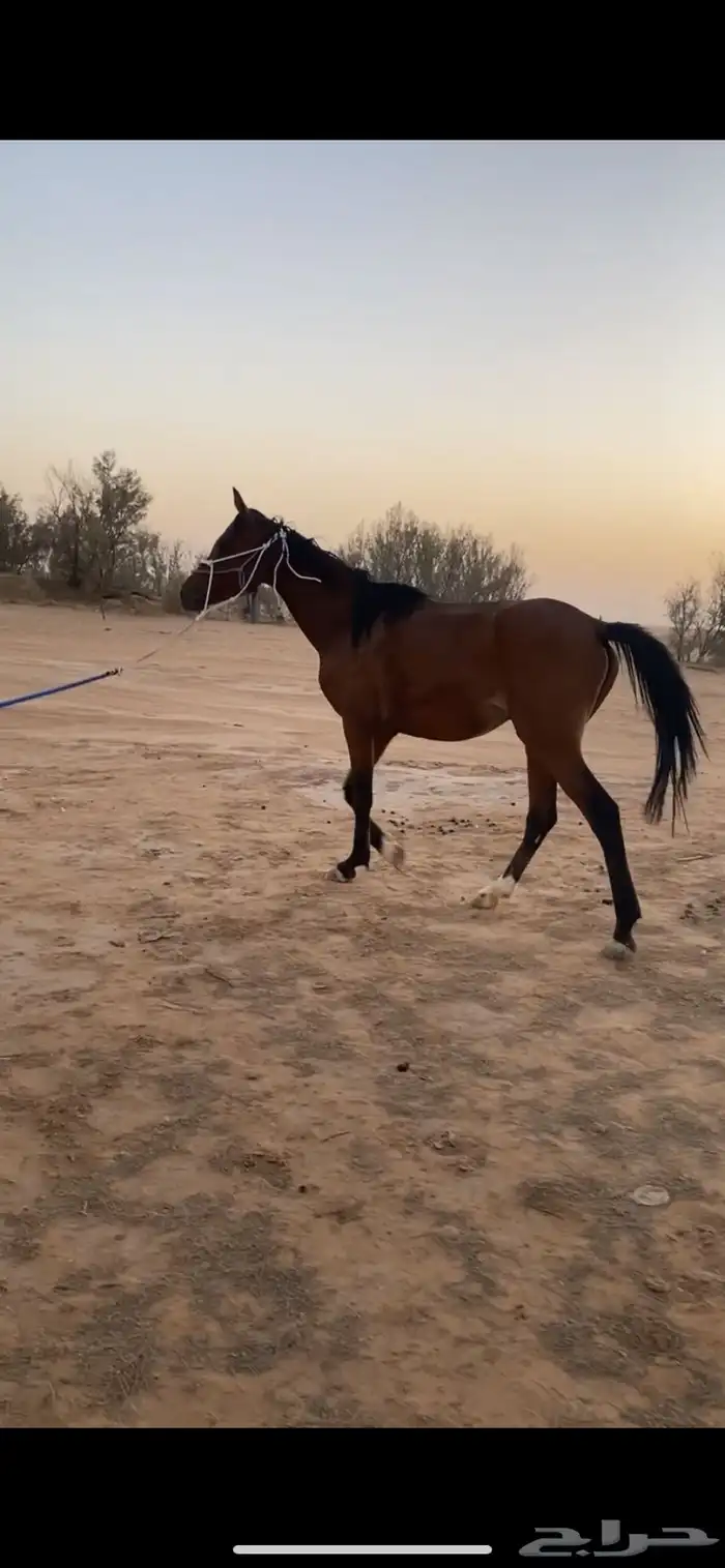 للبيع مهر شعبي 1