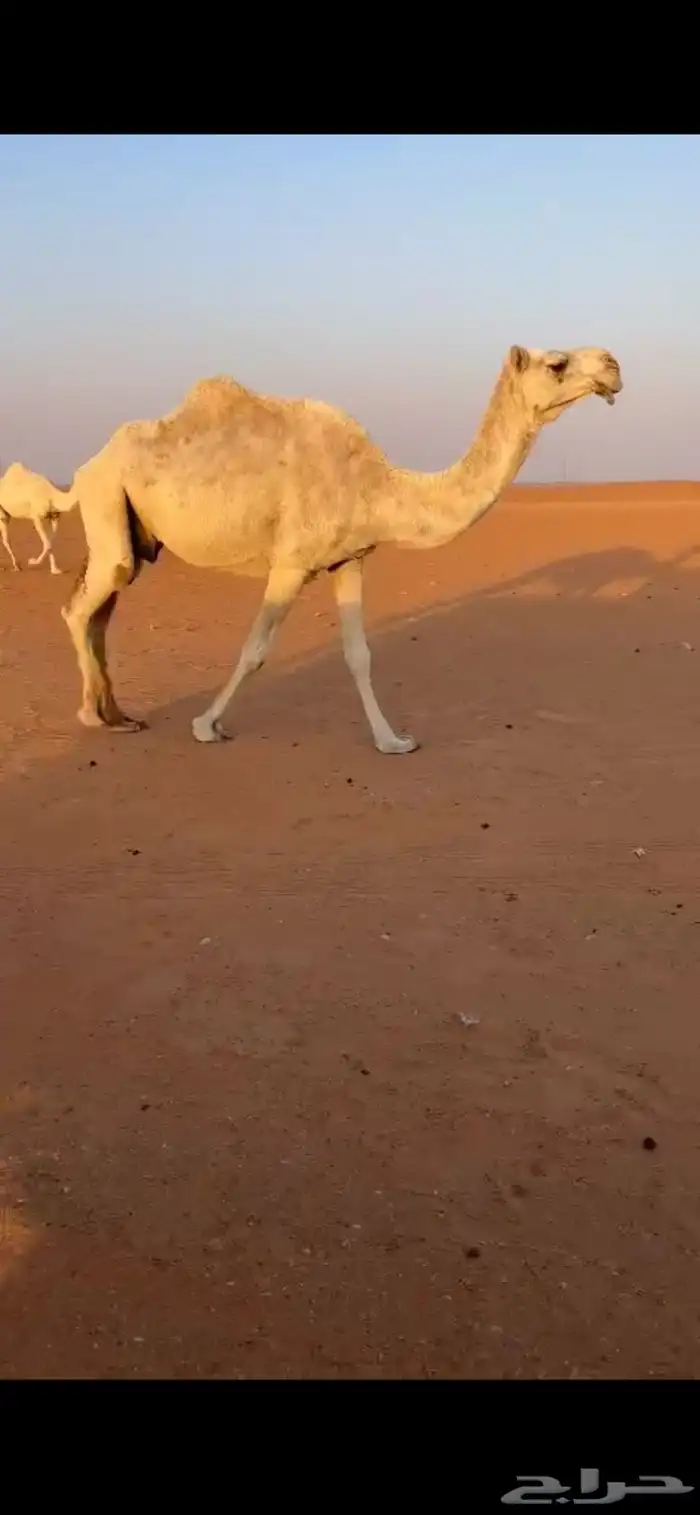 للبيع الضروبه الوضحا الكفو 0