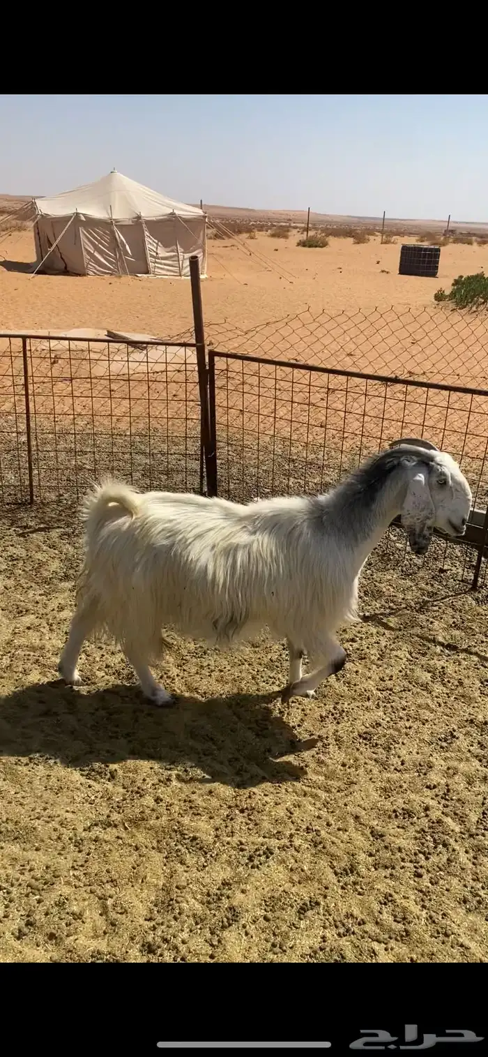 معزه للبيع 3