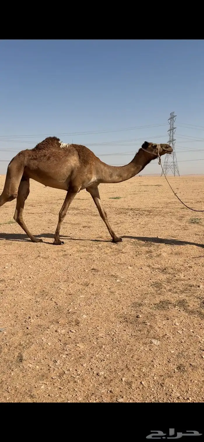 رحول ابل طوع للبيع 0