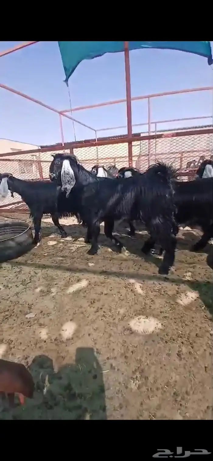 جفار للبيع 1