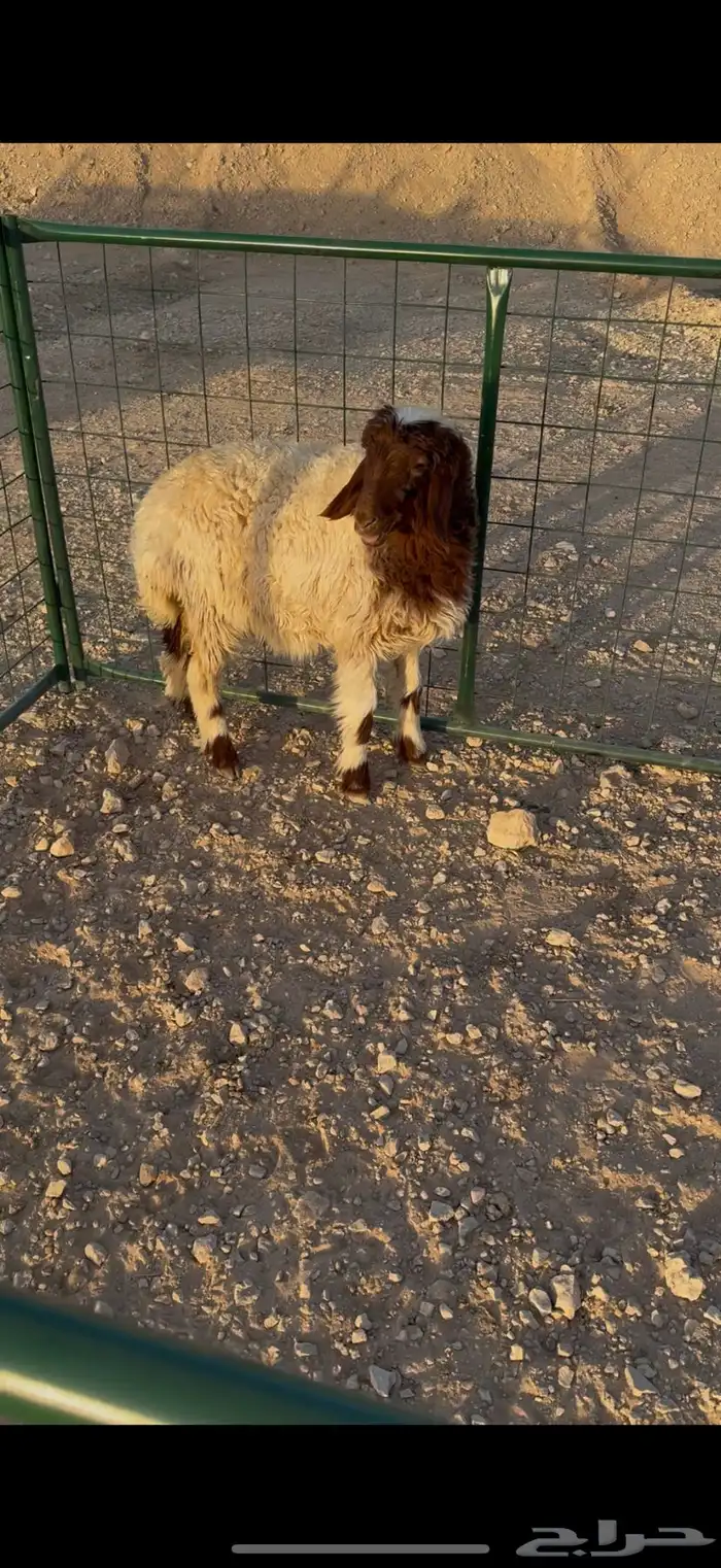 للبيع رخل 0