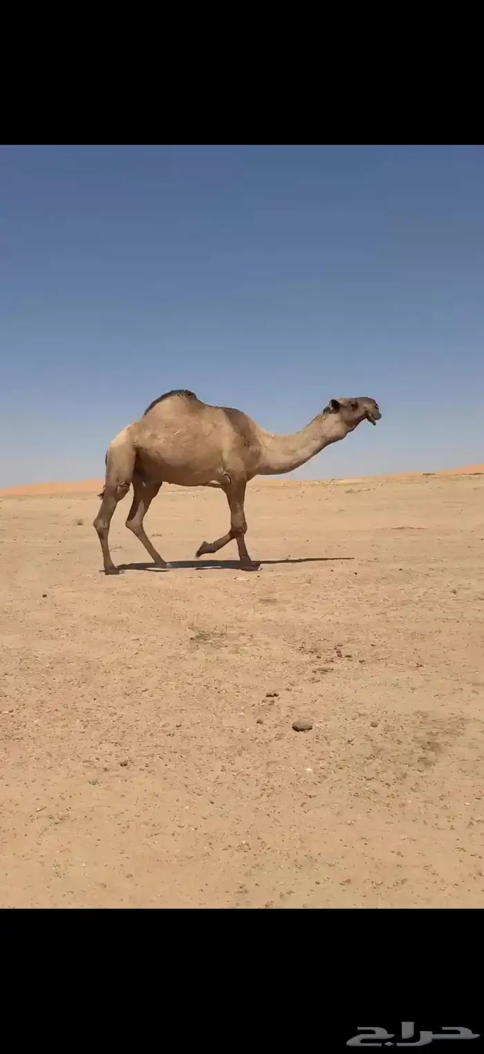 فحل اصفر منتج 3