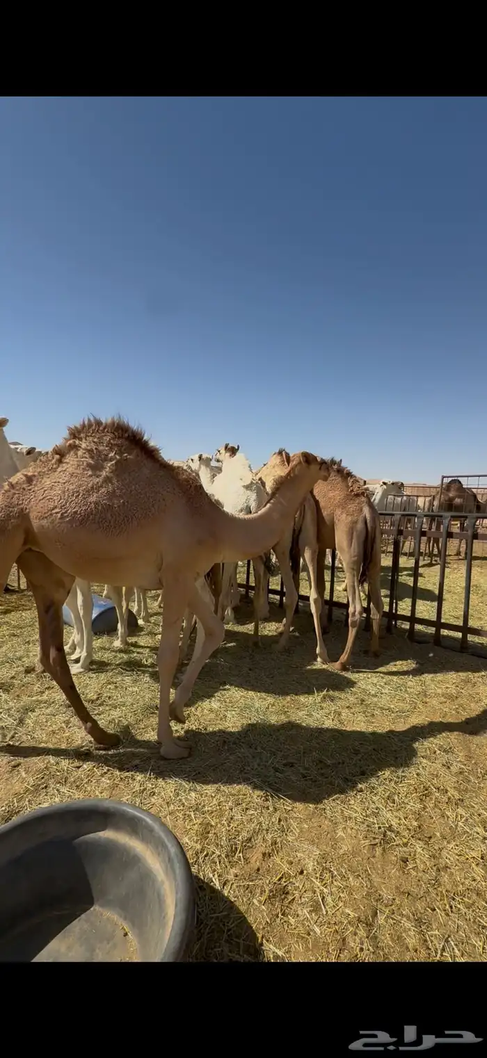حشو بكار وقعدان حيران لبانية قصب العدد 9 2