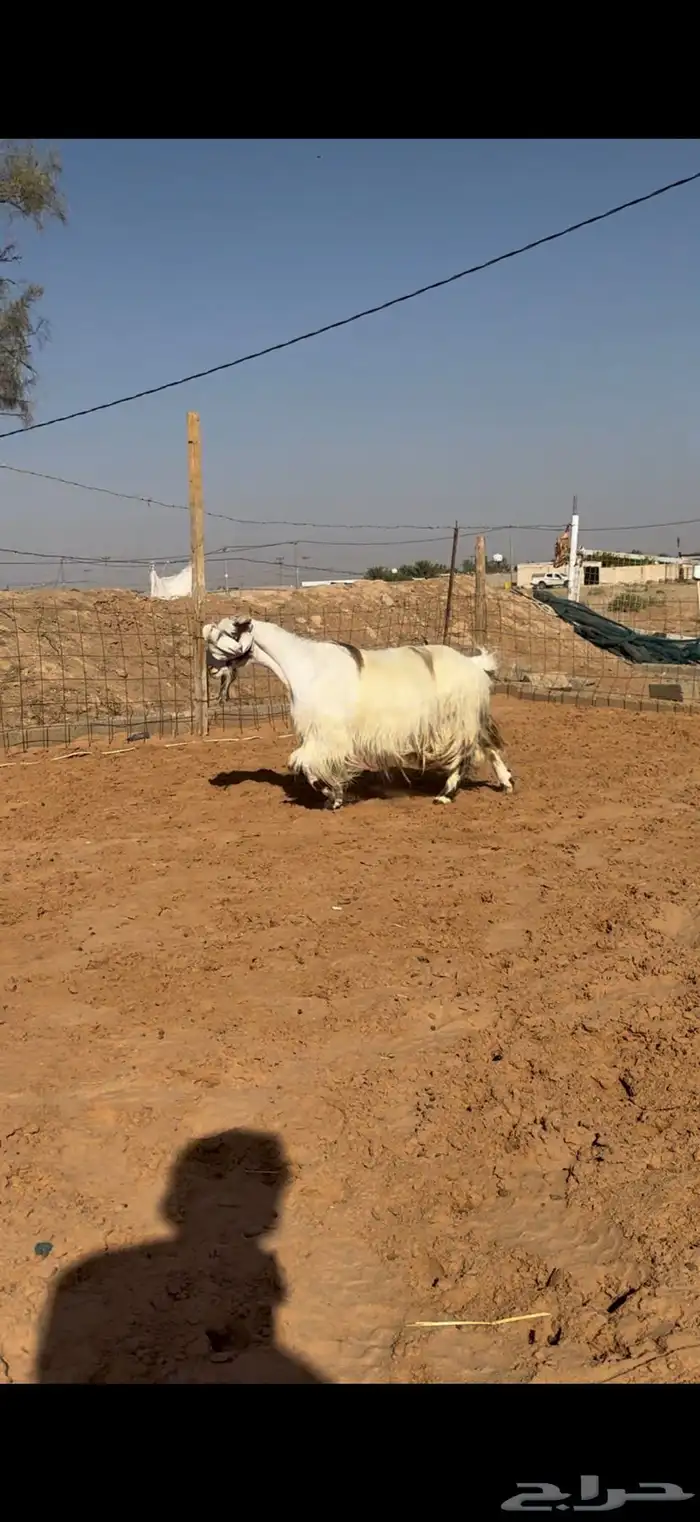 عنز مشروكه بمصري دافع 1