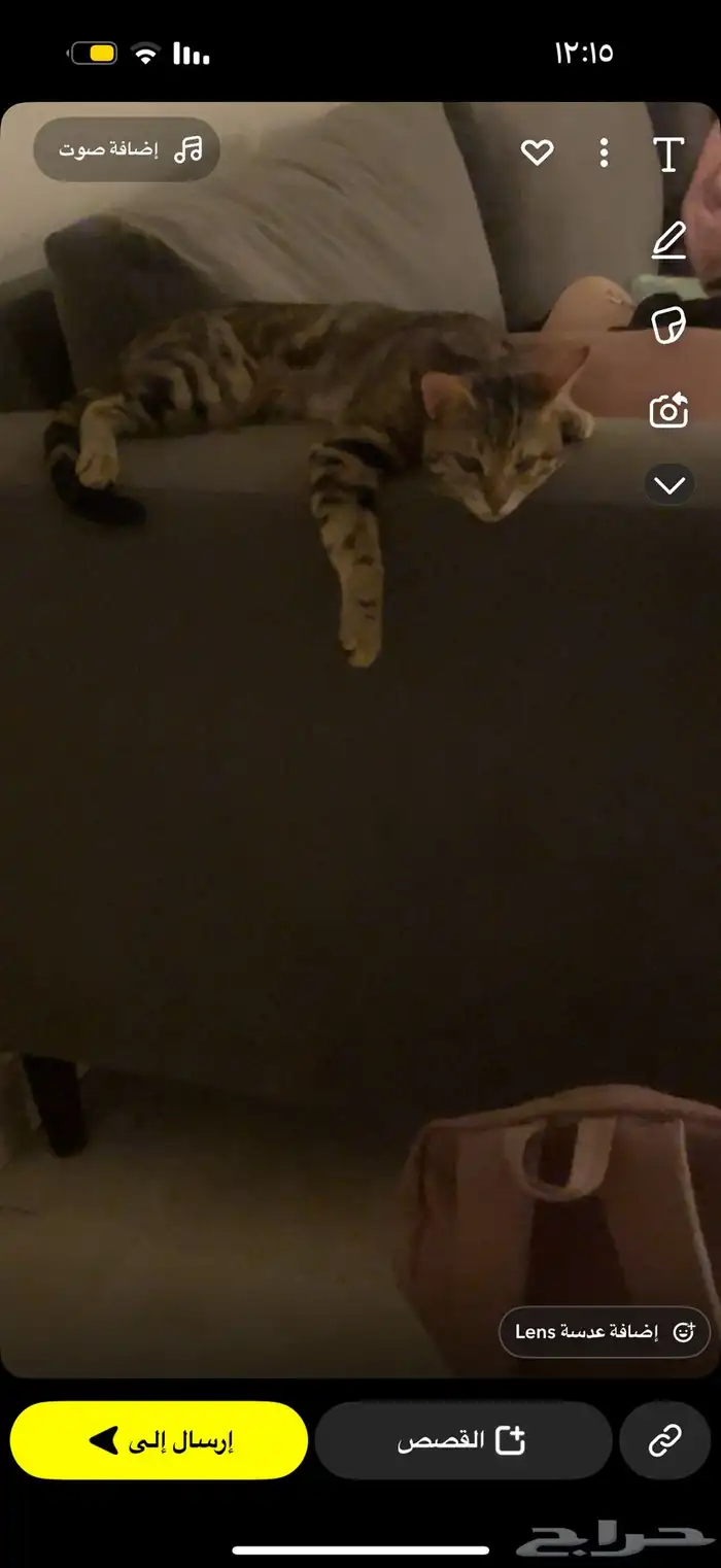 قط ضائع مكافأه لمن يجده 10