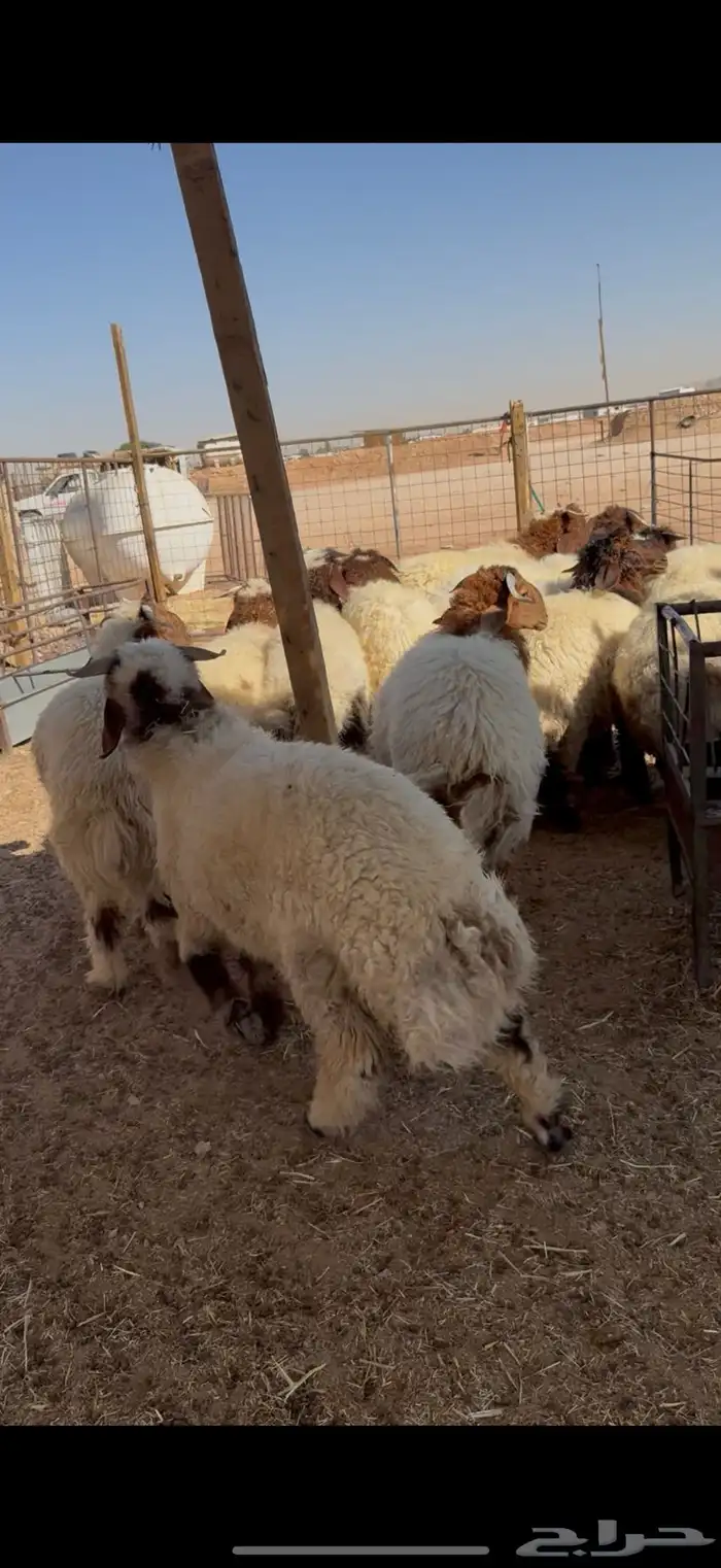 ذبايح ذبيحه نعيمي حري تيس يوجد تقسيط تمارا 0