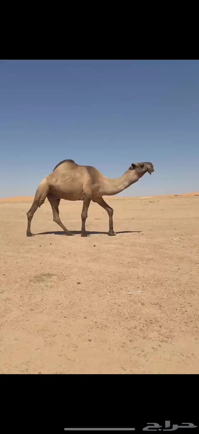فحل اصفر منتج 2