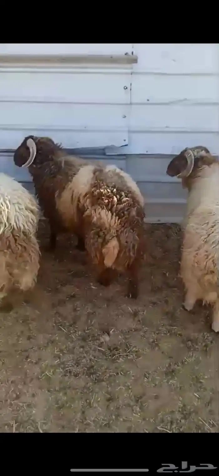 خرفان ذبايح 1