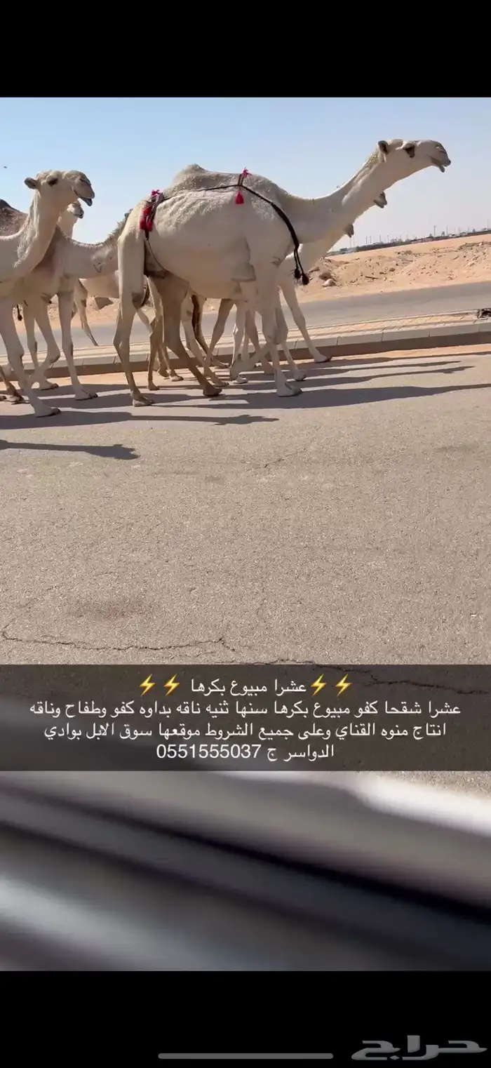 عشرا كفو بكره 1