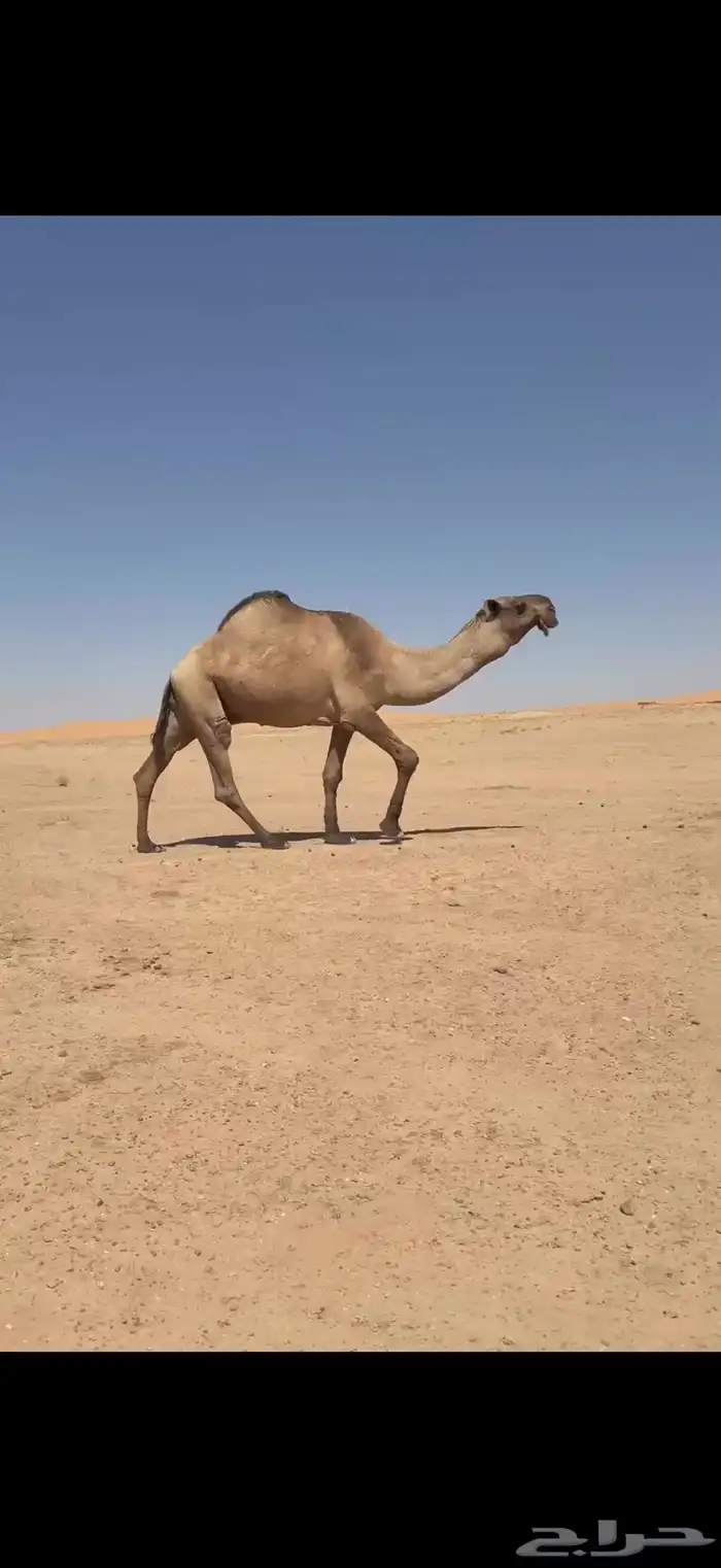 فحل اصفر منتج 1