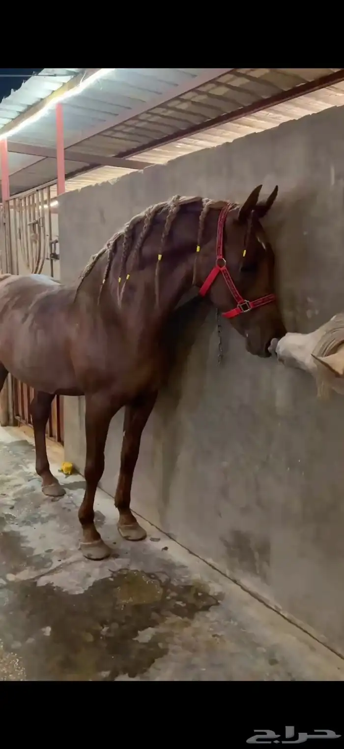 حصان عربي مصري 3