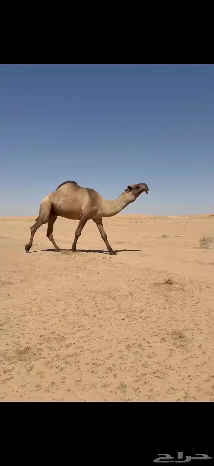 فحل اصفر منتج 4