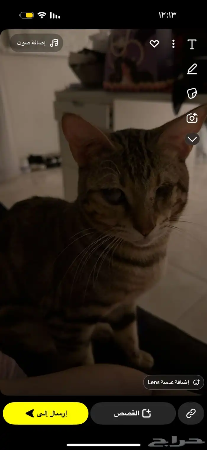 قط ضائع مكافأه لمن يجده 6