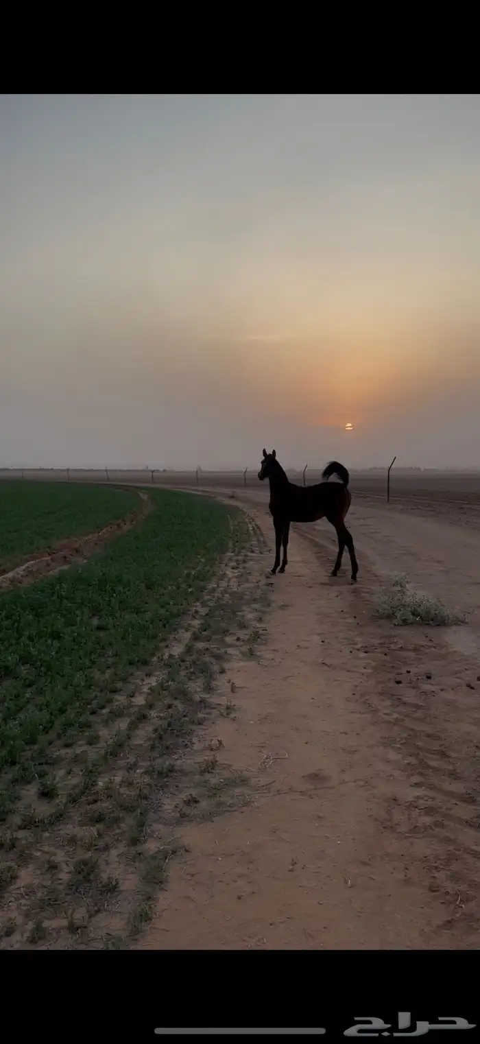 فرس شعبيه معها مهره 0