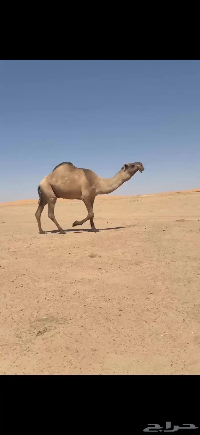 فحل اصفر منتج 5