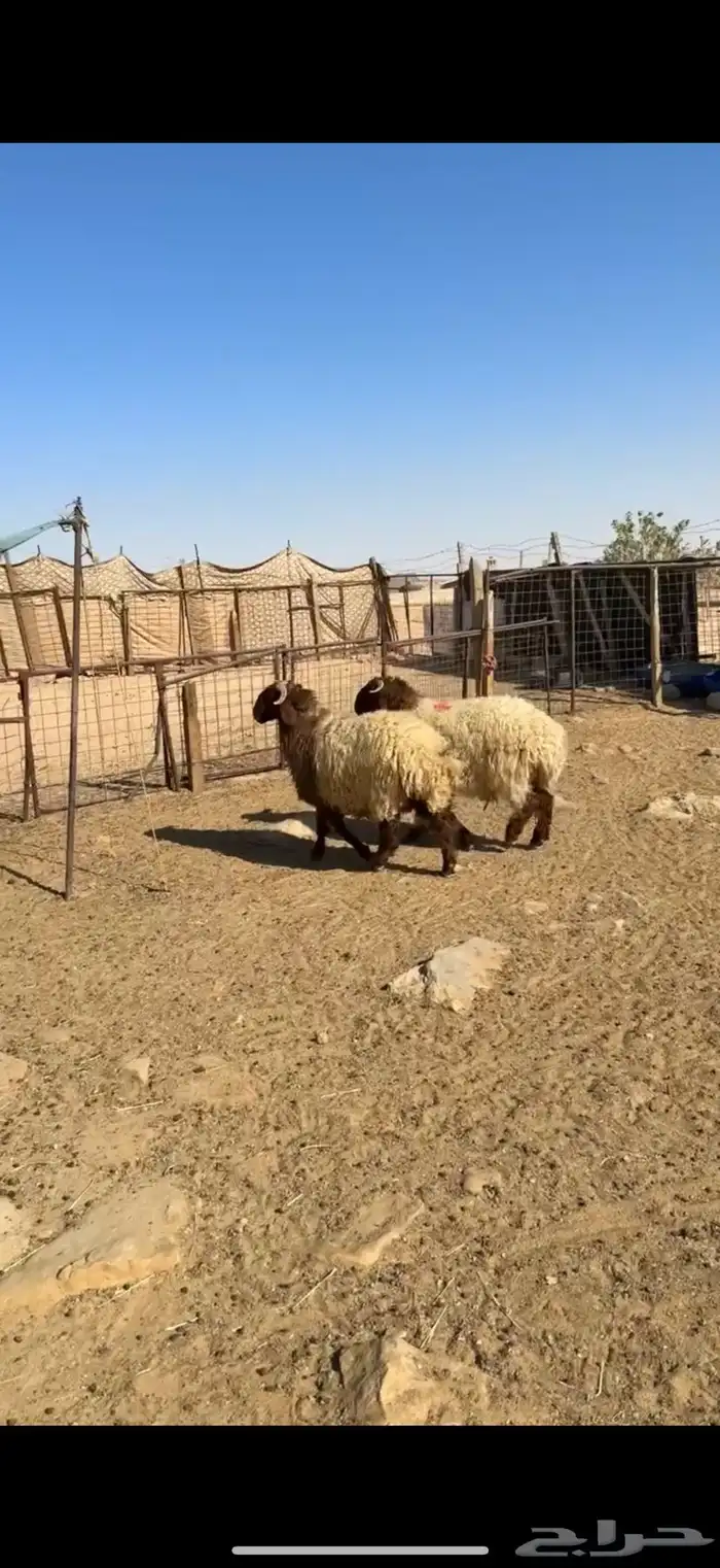 جذعان نعيم 2 0
