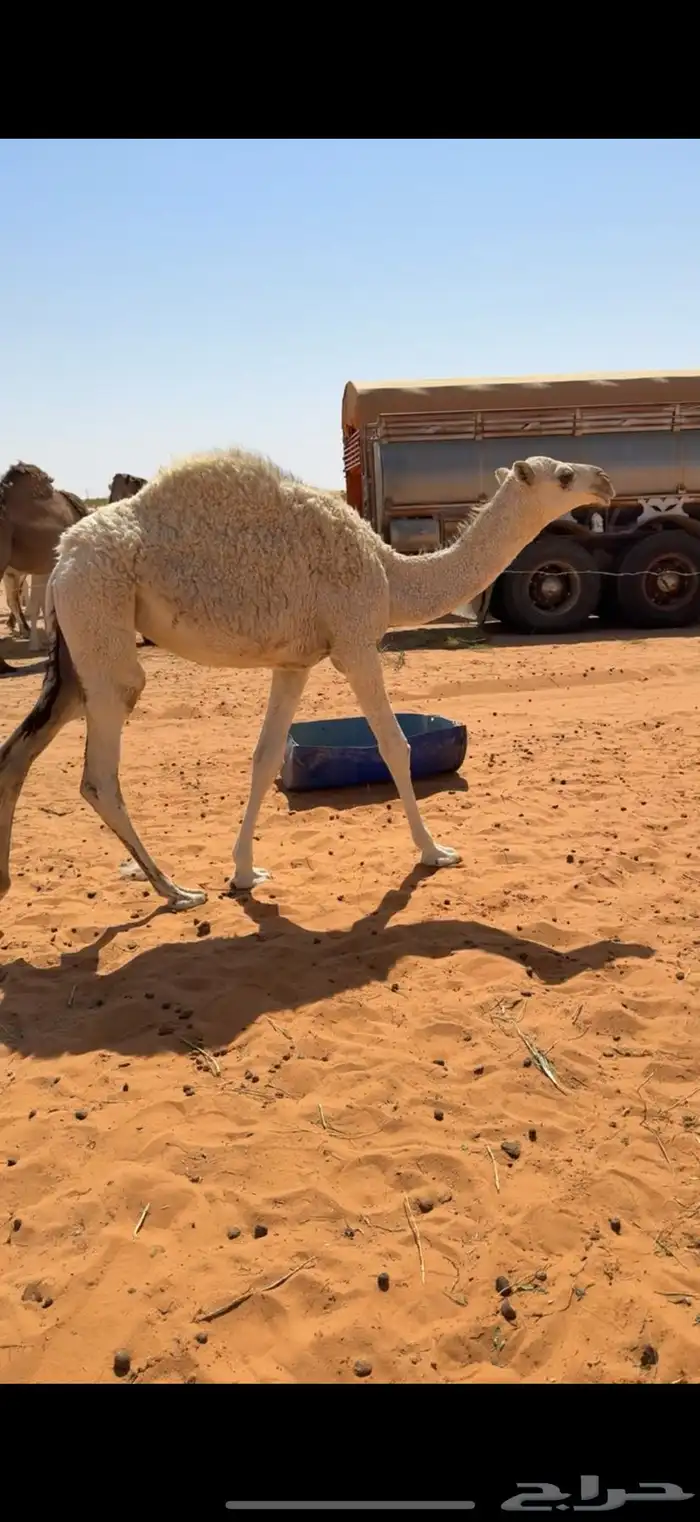 بكره وضحا للبيع 0
