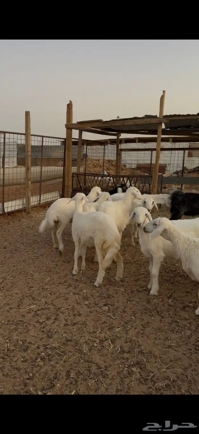 ذبايح ذبيحه نعيمي حري تيس يوجد تقسيط تمارا 2