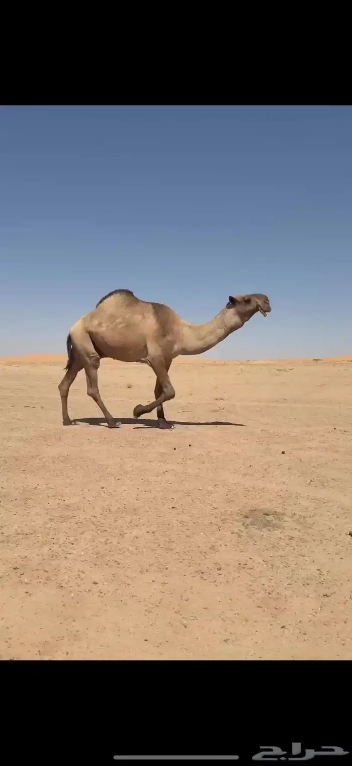 فحل اصفر منتج 6