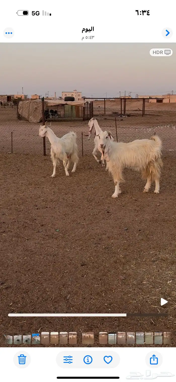 ماعز. مطورات 0