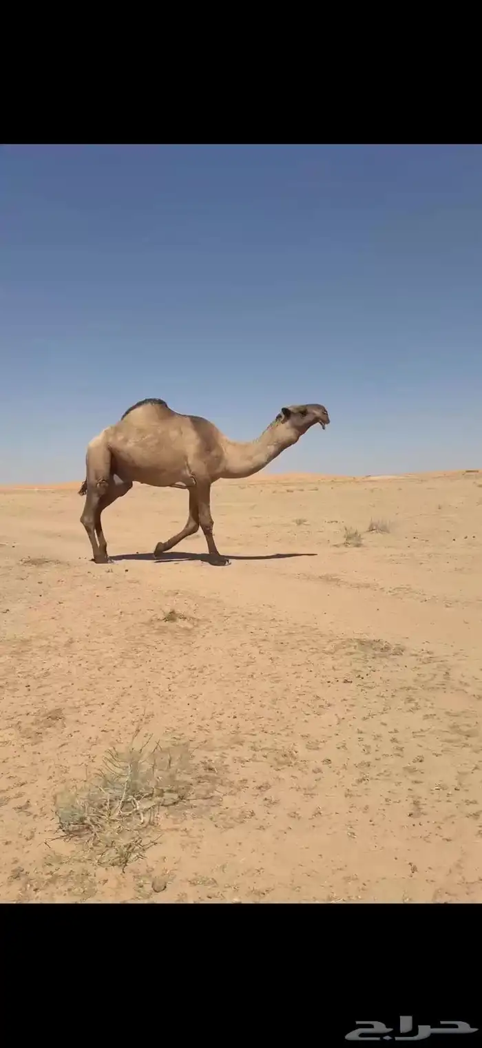 فحل اصفر منتج 0