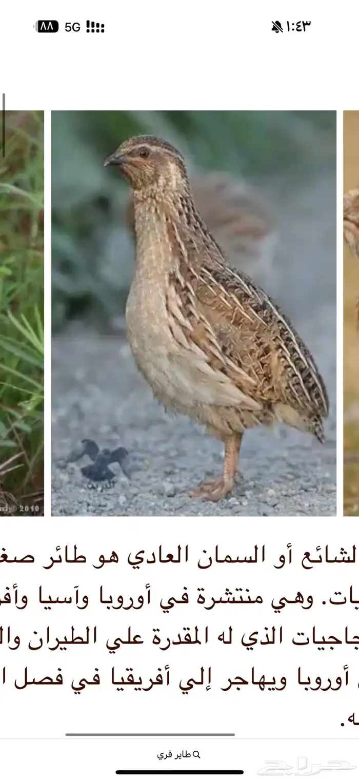 فري بري مطلوب 0