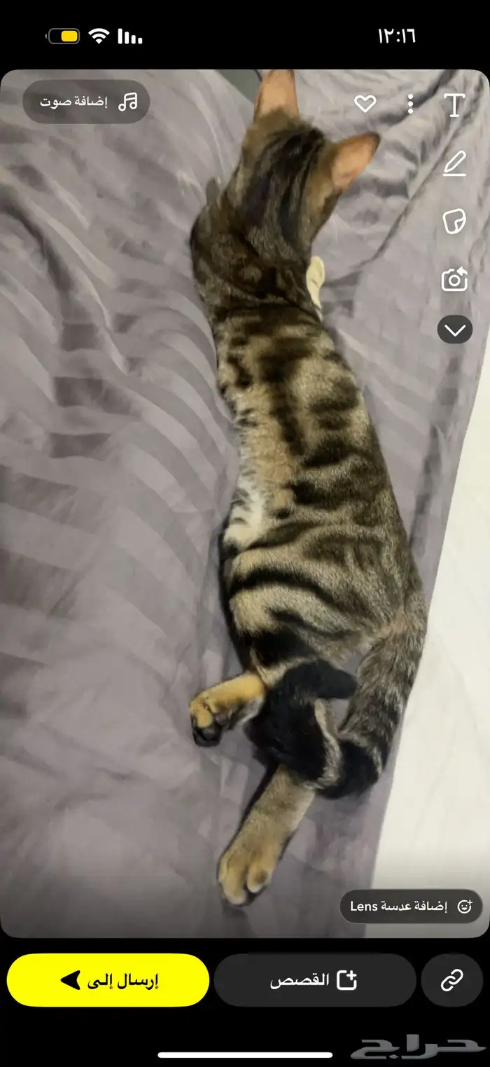 قط ضائع مكافأه لمن يجده 8