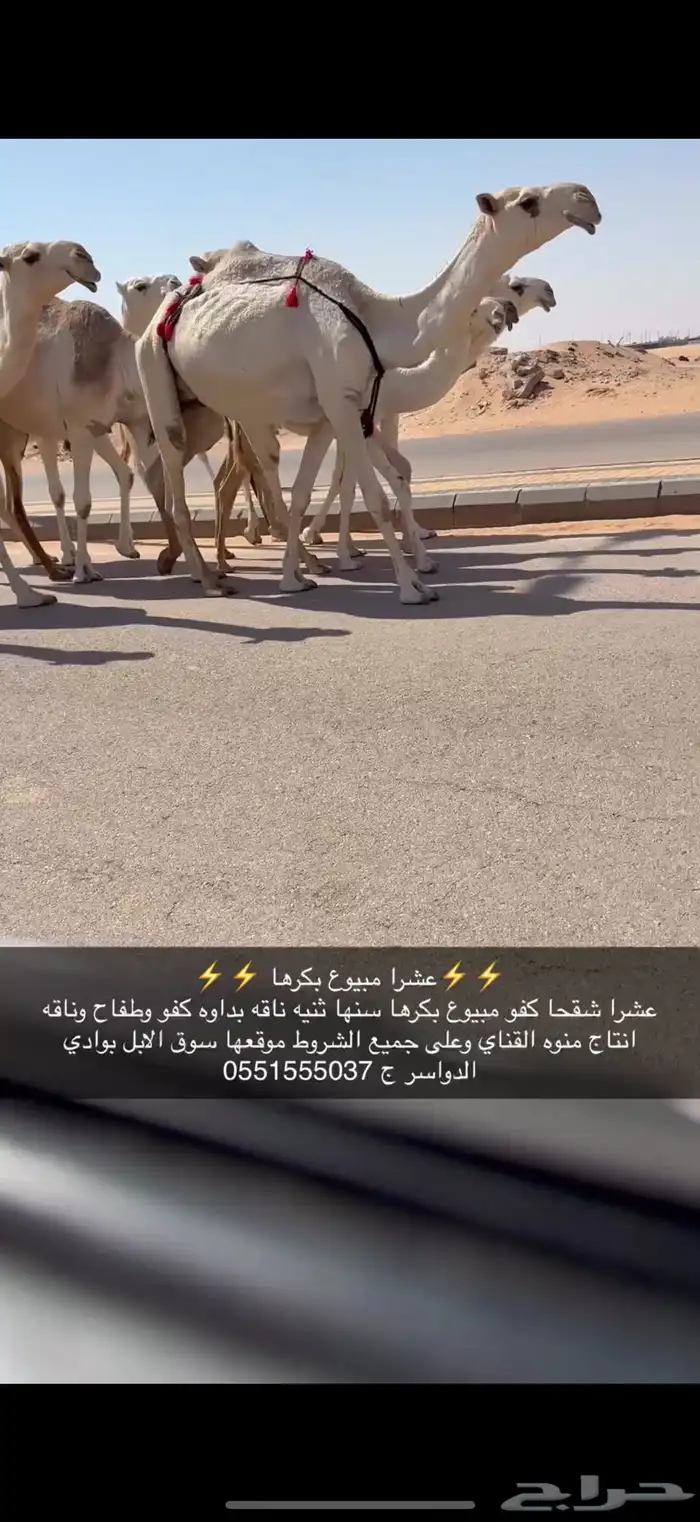 عشرا كفو بكره 2