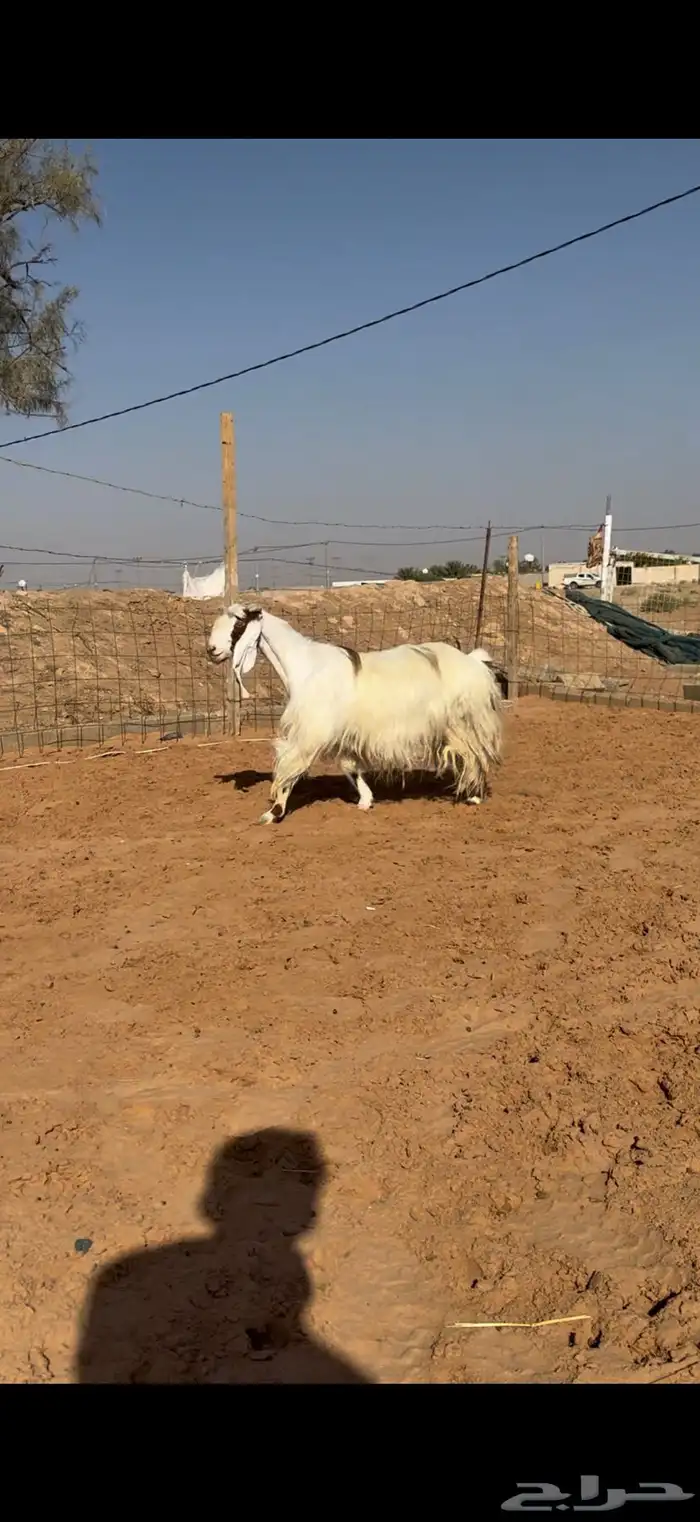 عنز مشروكه بمصري دافع 0