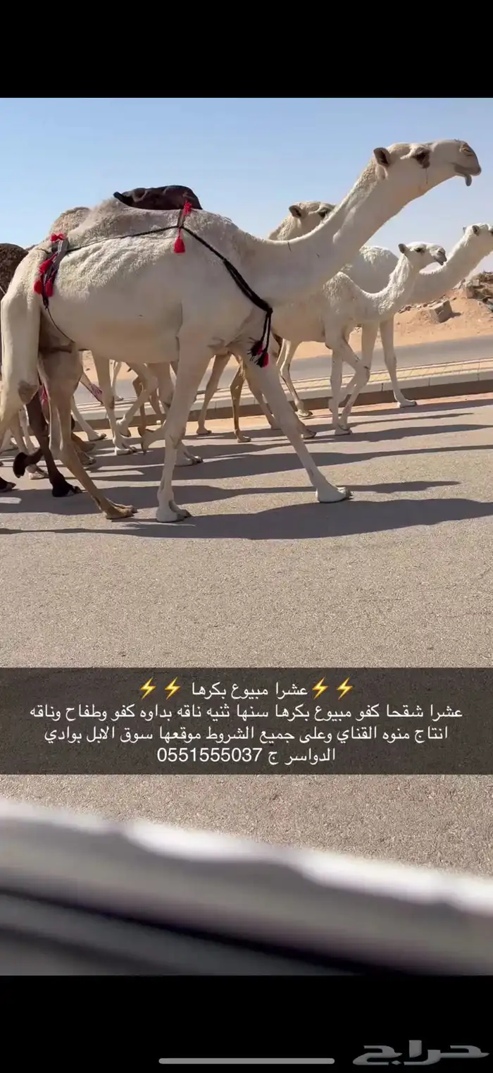 عشرا كفو بكره 0
