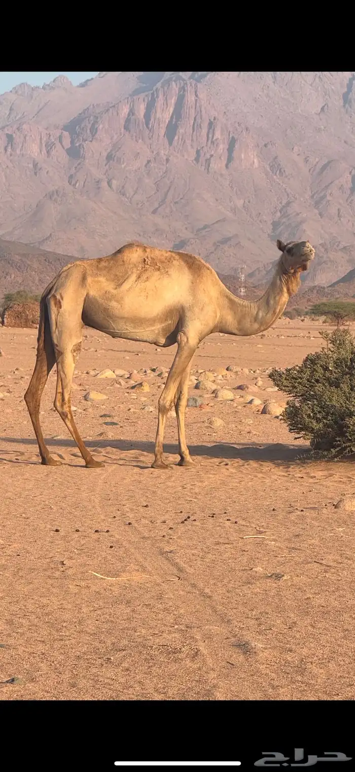 ناقه للبيع بنت حبيب 0