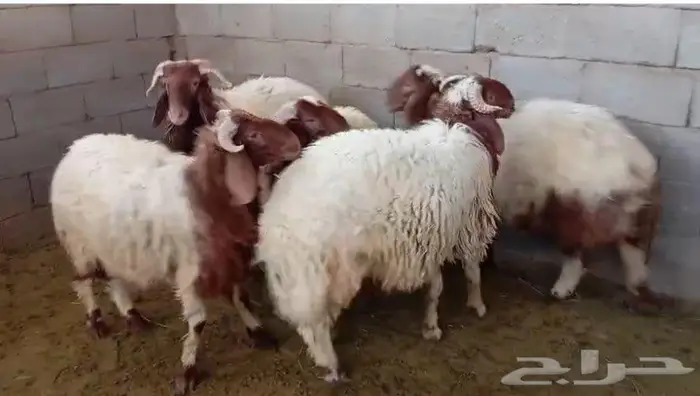 خرفان نعيمي جذعان 0