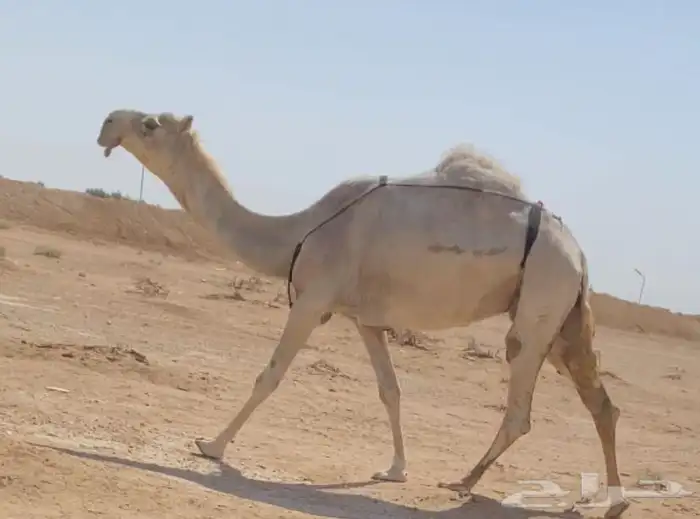 خفوت مبيوع ولدها 0