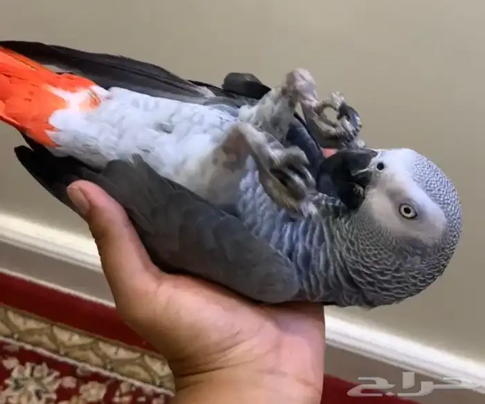 للبيع ببغاء كاسكو اليف جدا جدا متكلم 4