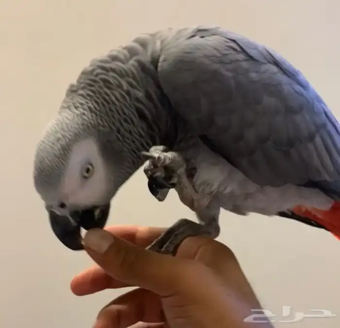للبيع ببغاء كاسكو اليف جدا جدا متكلم 2