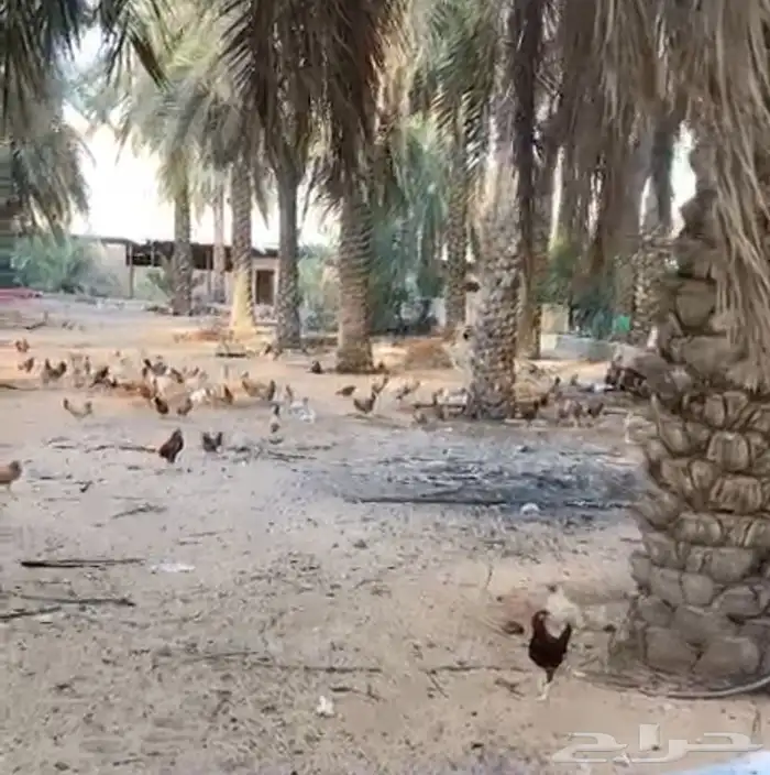 دجاج بشاير العدد من 50 الى 70 1
