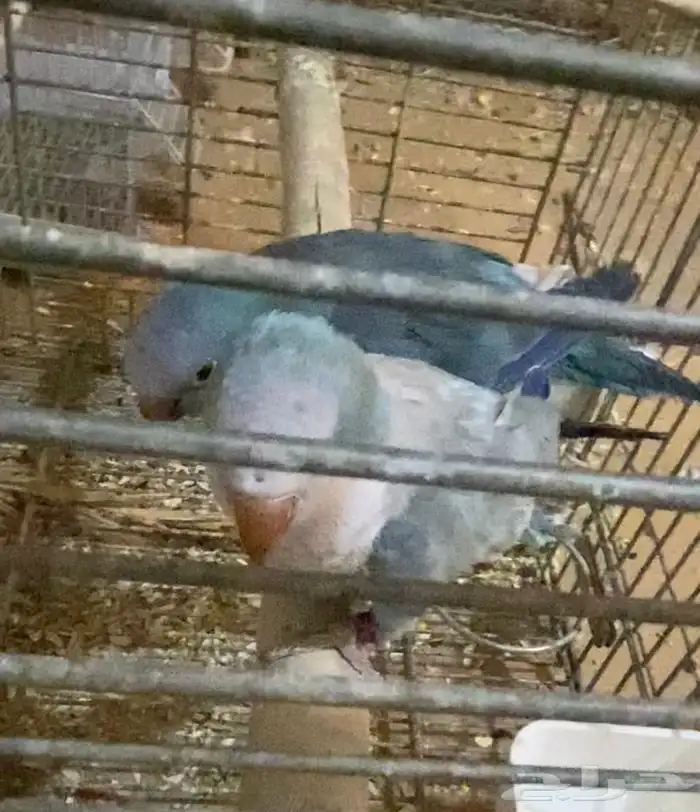 جوز كويكر الراهب 0