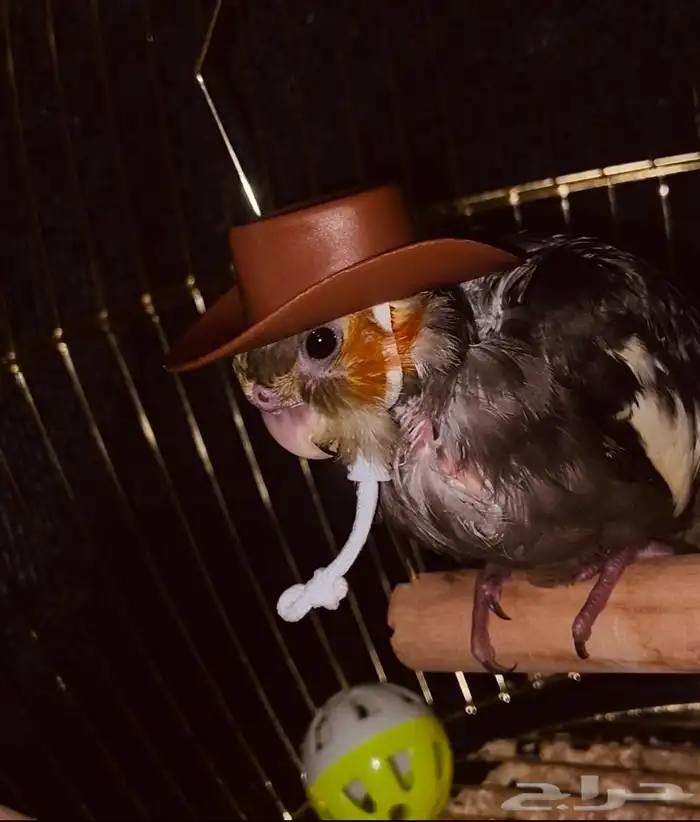 ابغى اعرف اذا هو ذكر او انثى 0