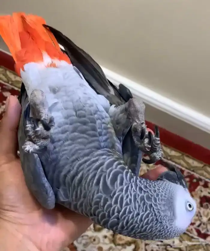 للبيع ببغاء كاسكو اليف جدا جدا متكلم 5
