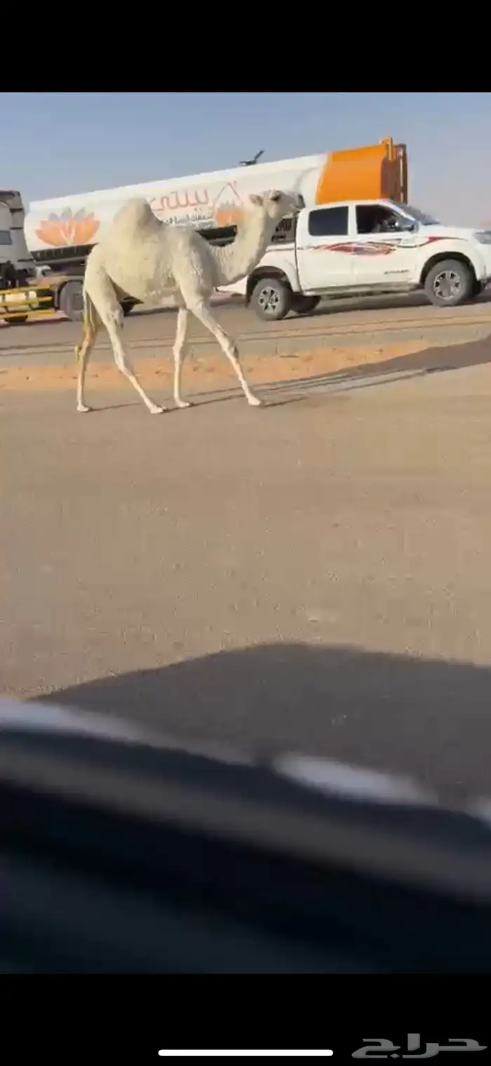 عشرا كفو رمانيه ثنو حدرها قعود على فاهيان الفصام 1