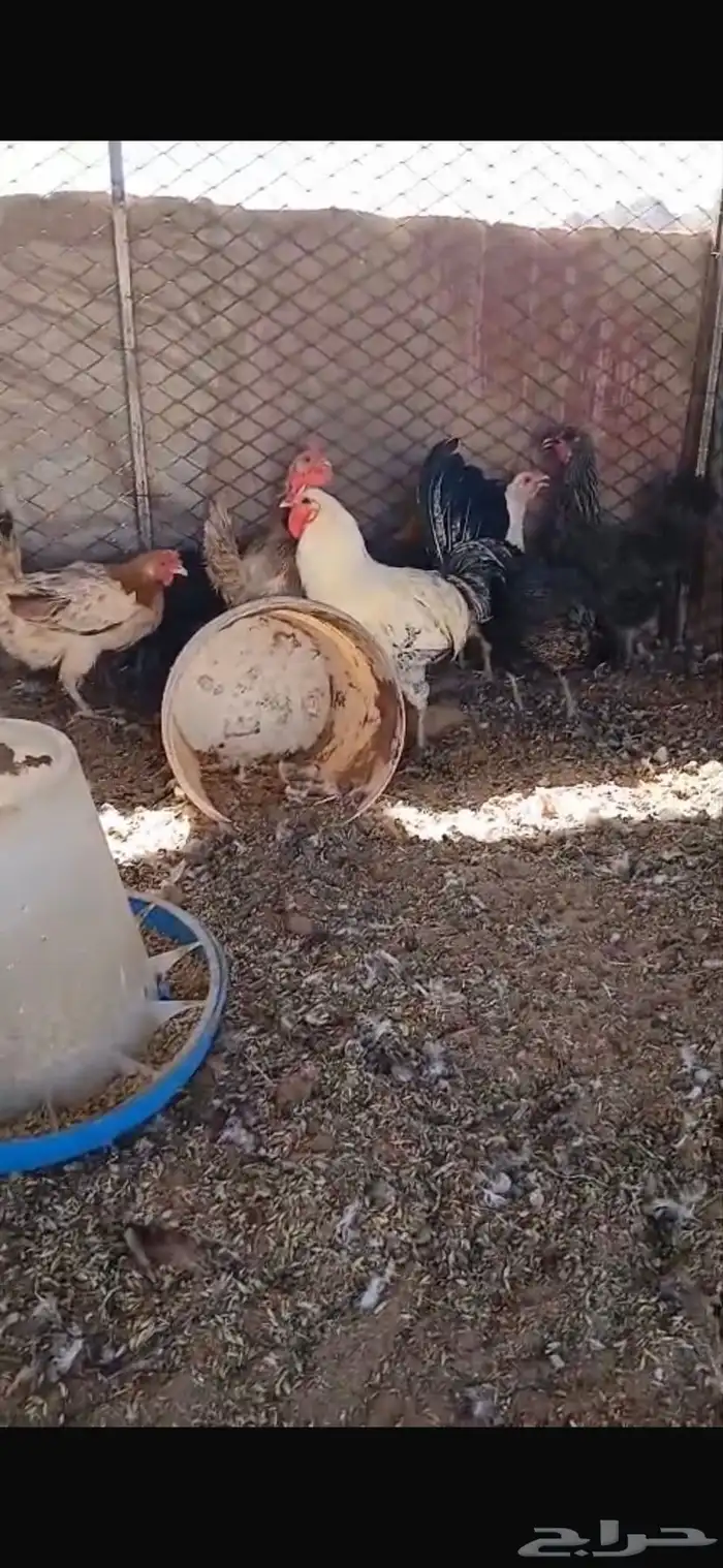 للبيع سبع دجاجات بياضات ورجانات وديك شرط يلقحن السوم30 2