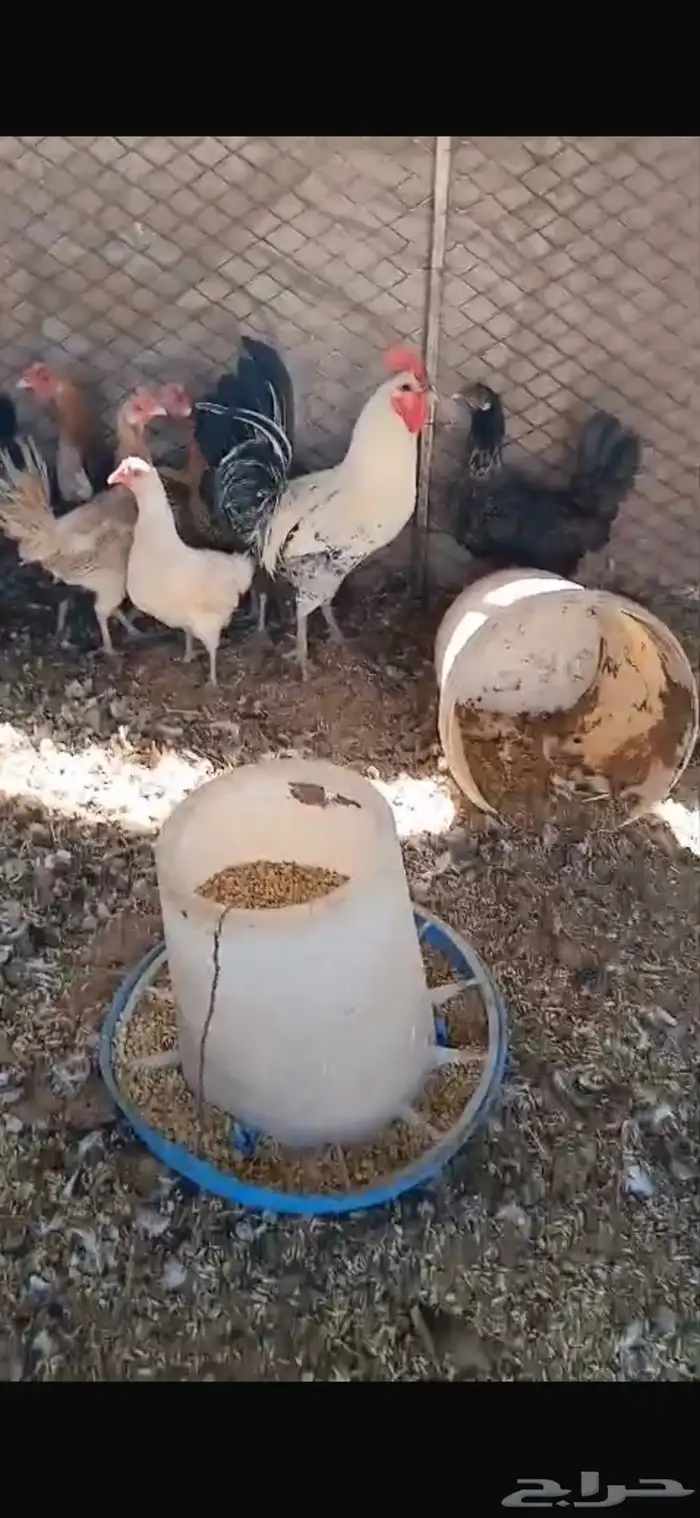 للبيع سبع دجاجات بياضات ورجانات وديك شرط يلقحن السوم30 7