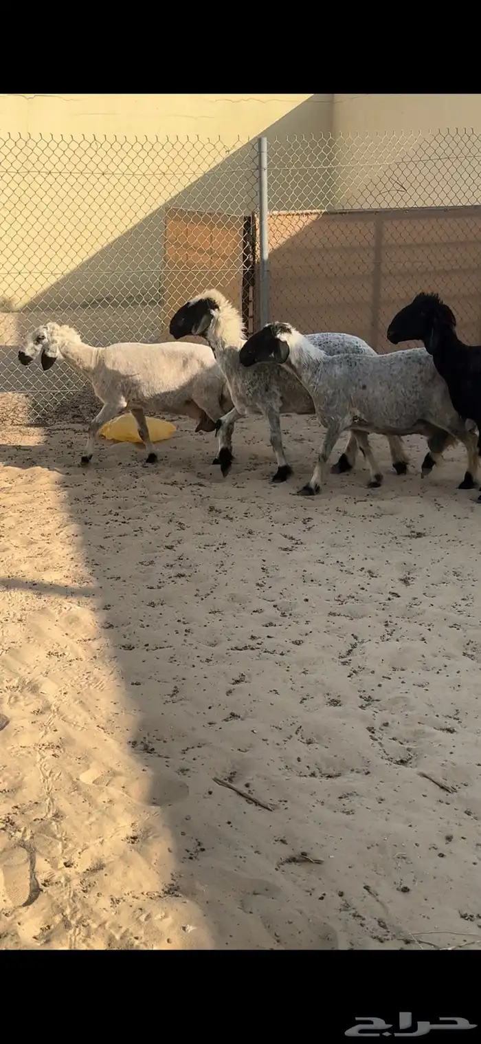 للبيع غنم عرب دفيع 1