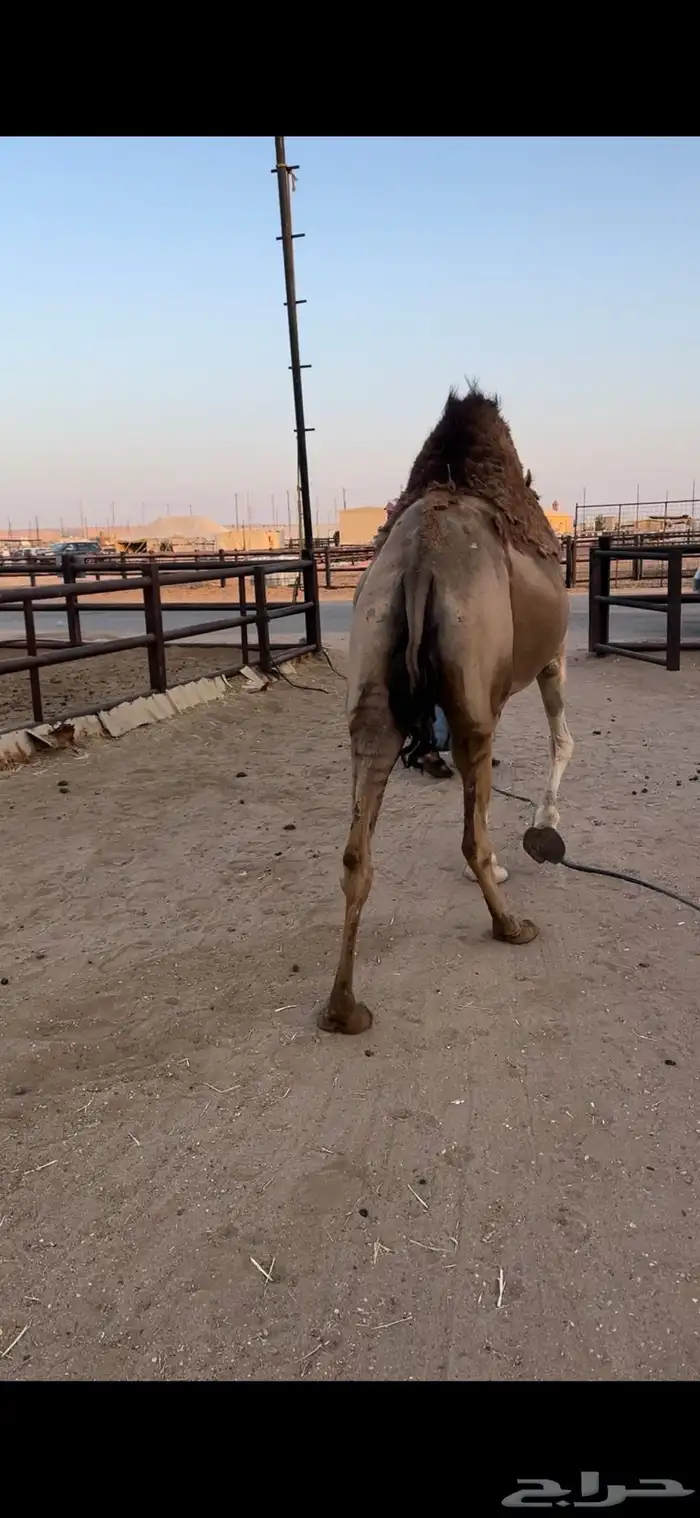 لقحه حمرا تقاود وتناوخ بالرسن 7