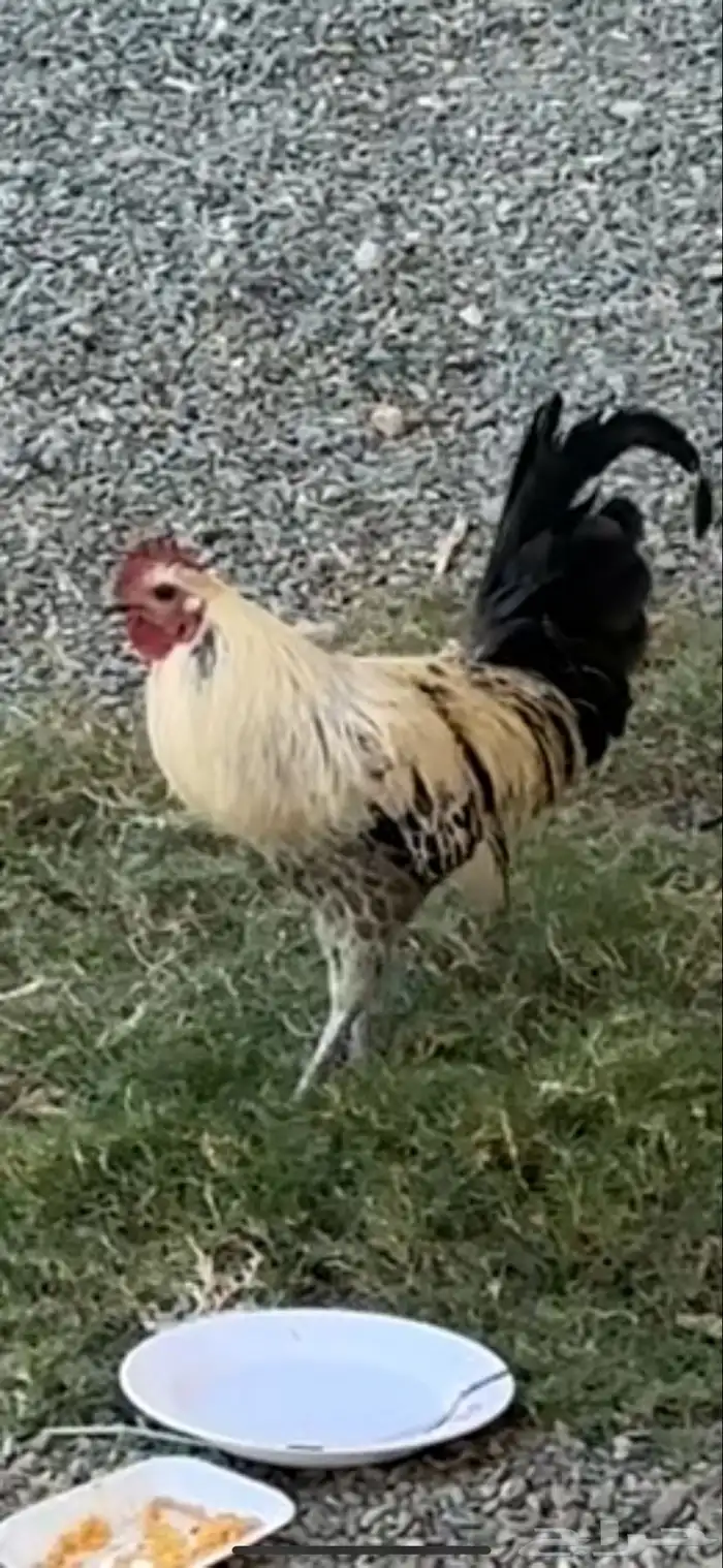 ديك عربي للبيع 0