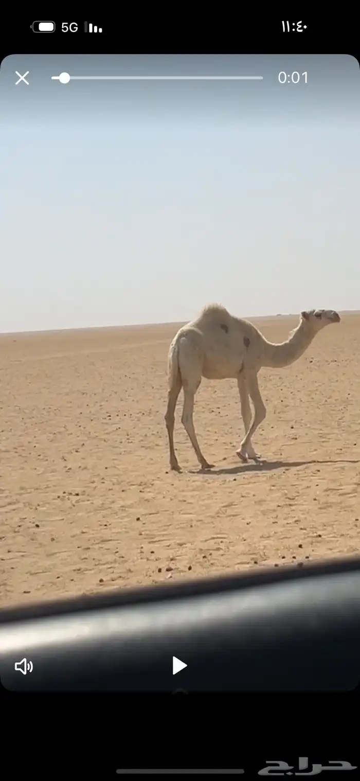 ابل قعدان 0